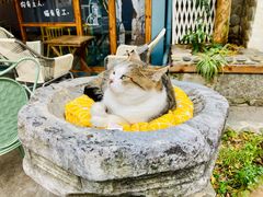 -喵屿·大理花园猫咖