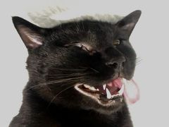 -荔康动物医院(康王北路店)