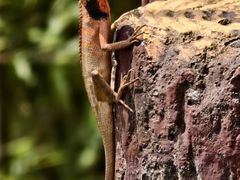 -羚羊峡古栈道森林公园