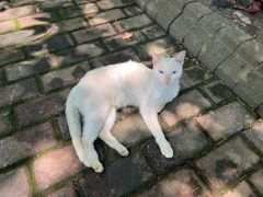 -瀛洲公园