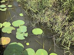 -羊亭河湿地公园