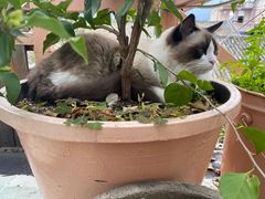 -喵屿·大理花园猫咖