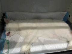 -瑞派名望志远动物医院·猫科·內科·异宠专科(直港大道店)