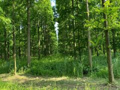 -黄海国家森林公园