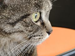 -平行世界·猫咖(首经贸店)