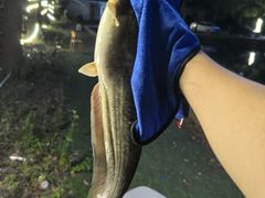 -新怡路亚垂钓园