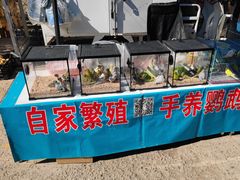 -中环花鸟鱼虫市场