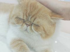 -糯米喵星人·撸猫猫舍咖啡馆(西市场嘉华店)