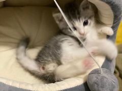 -艾贝尔宠物诊疗