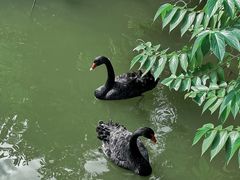 -曼听御花园