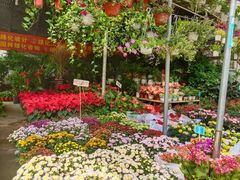 -桂林市花鸟市场