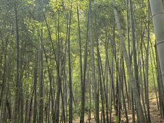 -上海佘山国家森林公园天马山园