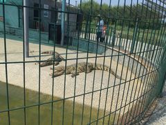 -中国扬子鳄村