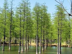 -泗洪洪泽湖湿地景区