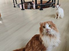 -豆逗聊愈猫阁Easy Life