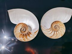 -青岛贝壳博物馆