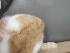 -喵园·猫主题咖啡厅·撸猫·猫咖(国贸店)