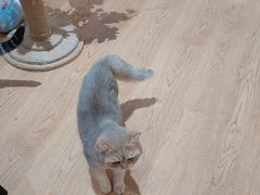 -1013 PET SHOP精品宠物商店(丁香店)
