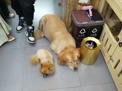 -喵汪萌宠屋旗舰店.洗澡美容.猫狗基地