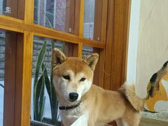 -是阿柴呀！柴犬咖啡·爱喵喵猫咖