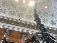 -美国自然历史博物馆