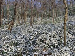 -紫金山山顶公园