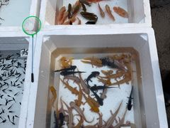 -哈尔滨道外花鸟鱼市场