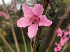 -苏州上方山国家森林公园