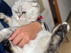 -灵美宠物诊所