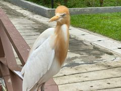 -吉隆坡雀鸟公园