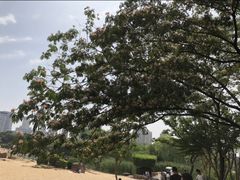 -青枫公园