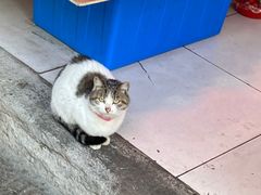 -葑门横街