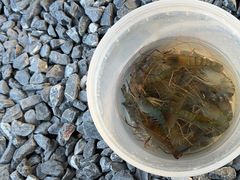 -DGE季风钓虾营地·团建·聚会