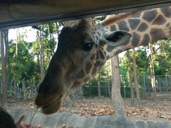 -清迈夜间动物园