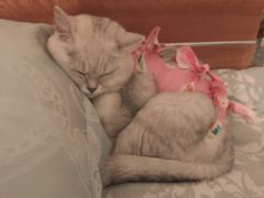 -宠爱国际动物医院· 猫科· 外科·中兽医(长白店)