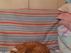 -纳吉亚猫专科动物诊疗中心(蒋宅口分院)