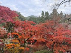 -醍醐寺