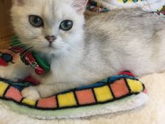 -共舞时光猫咖·狗咖(新街口店)