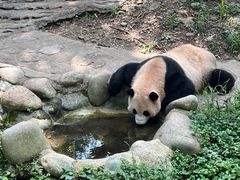 -都江堰中华大熊猫苑