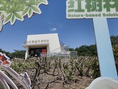 -南汇嘴观海公园