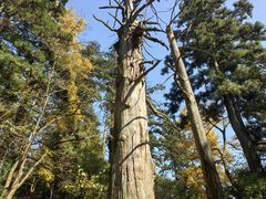 -天目山大树王景区