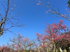 -风云岭森林公园