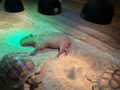 -Zoolung Zoolung动物主题公园(海信广场店)