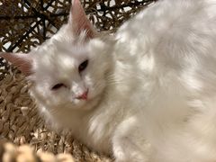 -飞行喵MR PILOT|猫舍·猫咖(静安大融城店)