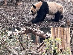 -都江堰中华大熊猫苑