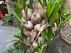 -农厨好味·温泉鹅·农家菜