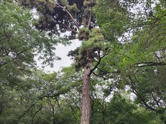 -北陵公园