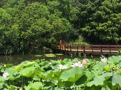 -上海滨江森林公园