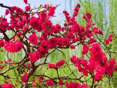 -海棠花溪(元大都城垣遗址公园)