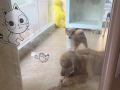 -瑞鹏宠物医院·夜间急症·心超·猫科(祖庙分店)